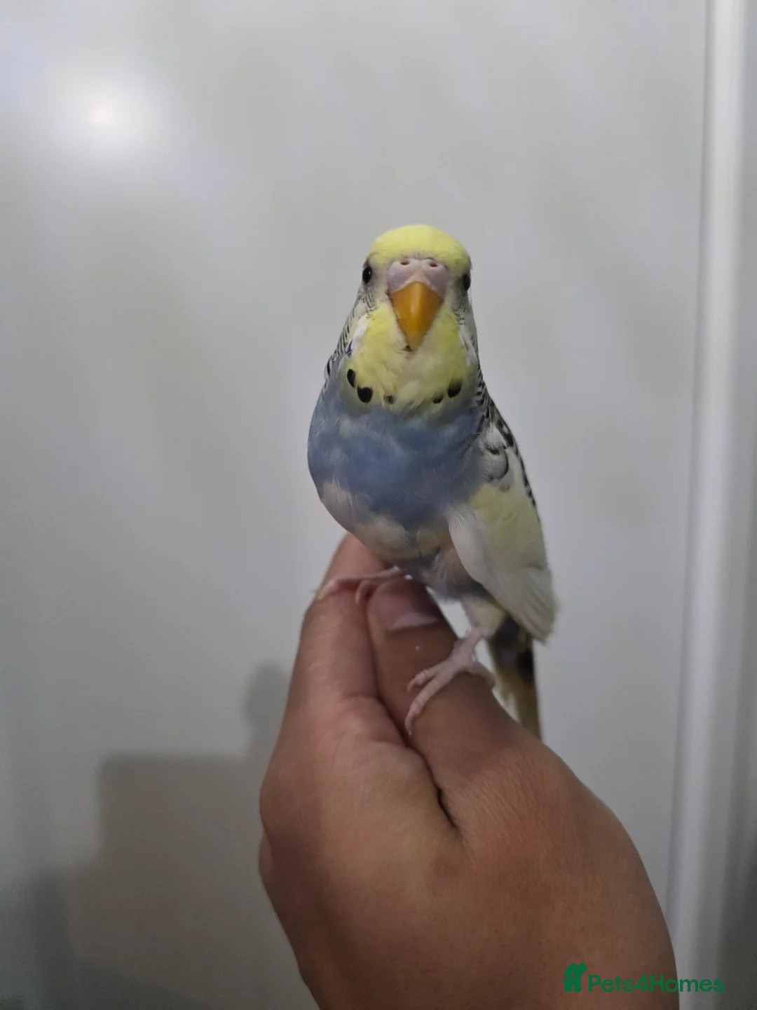 Budgerigars birds for sale: Hand tamed baby budgies for sale  - Advert 8