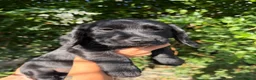 Mixed Breed dogs for sale: Docker Puppies  in Mirfield - Advert 8
