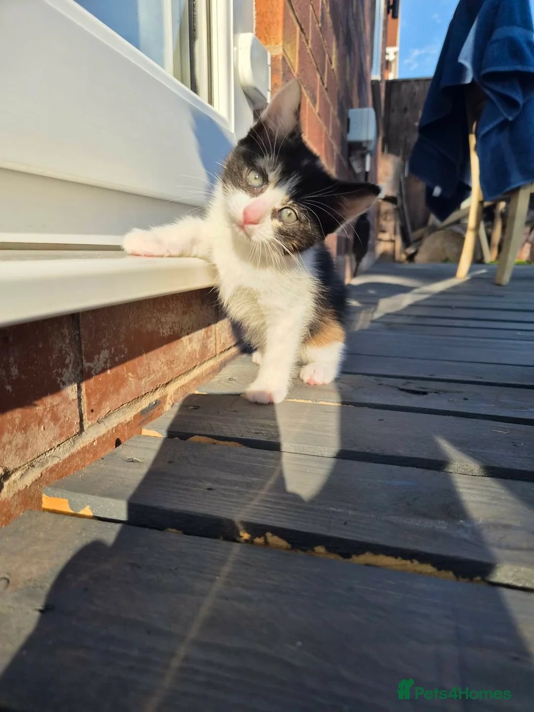 Mixed Breed cats for sale: Beautiful Kittens Looking for Their Forever Homes - Advert 17