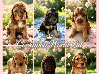 Cockapoo dogs DNA CLEAR, stunning Cockapoos Ready 18th September - Advert 14