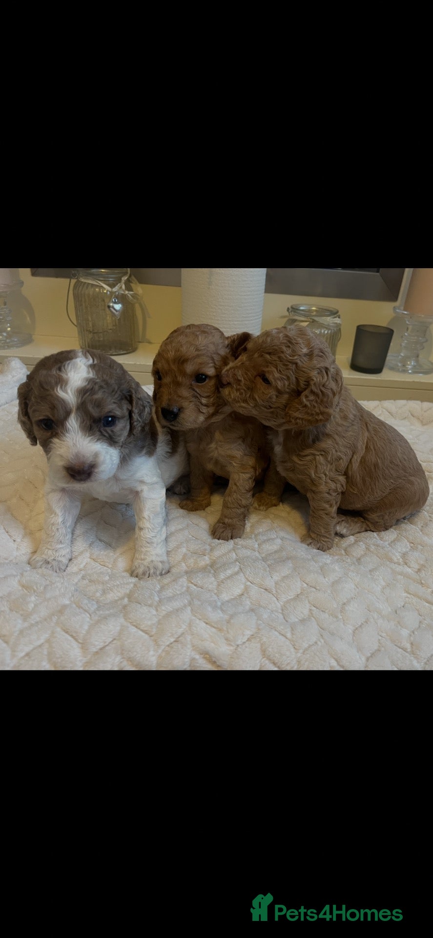 Cavapoo dogs Beautiful cavapoo puppies 🐶 - Advert 13