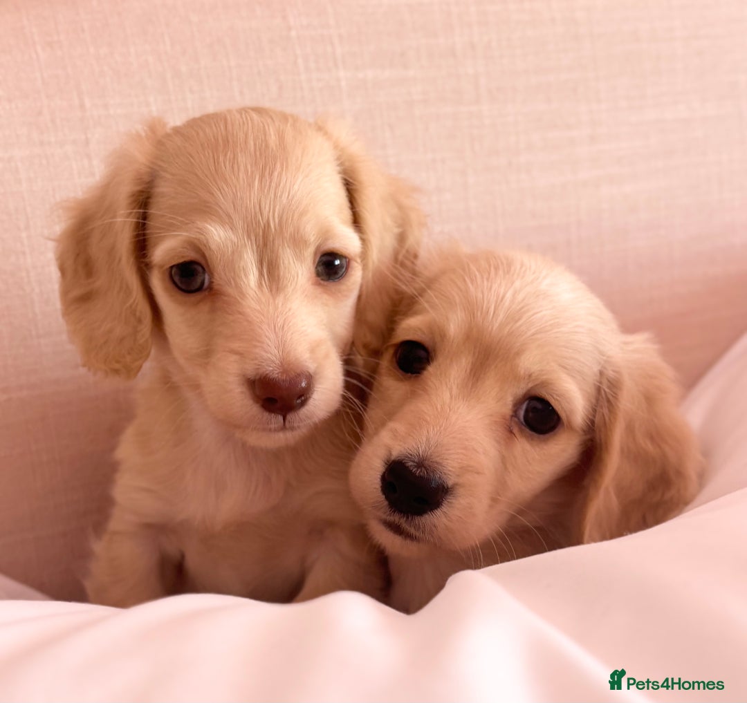 Miniature Dachshund dogs for sale: KC 🐶 Miniature Long Haired Cream Dachshund 🐶  - Advert 21