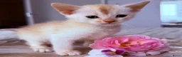 Abyssinian cats for sale: ✨ THE JEWEL OF THE LITTER: Rare Silver Sorrel Girl - Advert 5