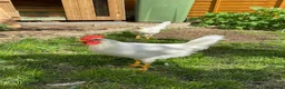 Chickens poultry for sale: 2 White Leghorn Cockerels For Sale - Advert 8