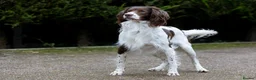 English Springer Spaniel dogs for sale: Fourth generation home bred puppies. in Whitchurch - Advert 5