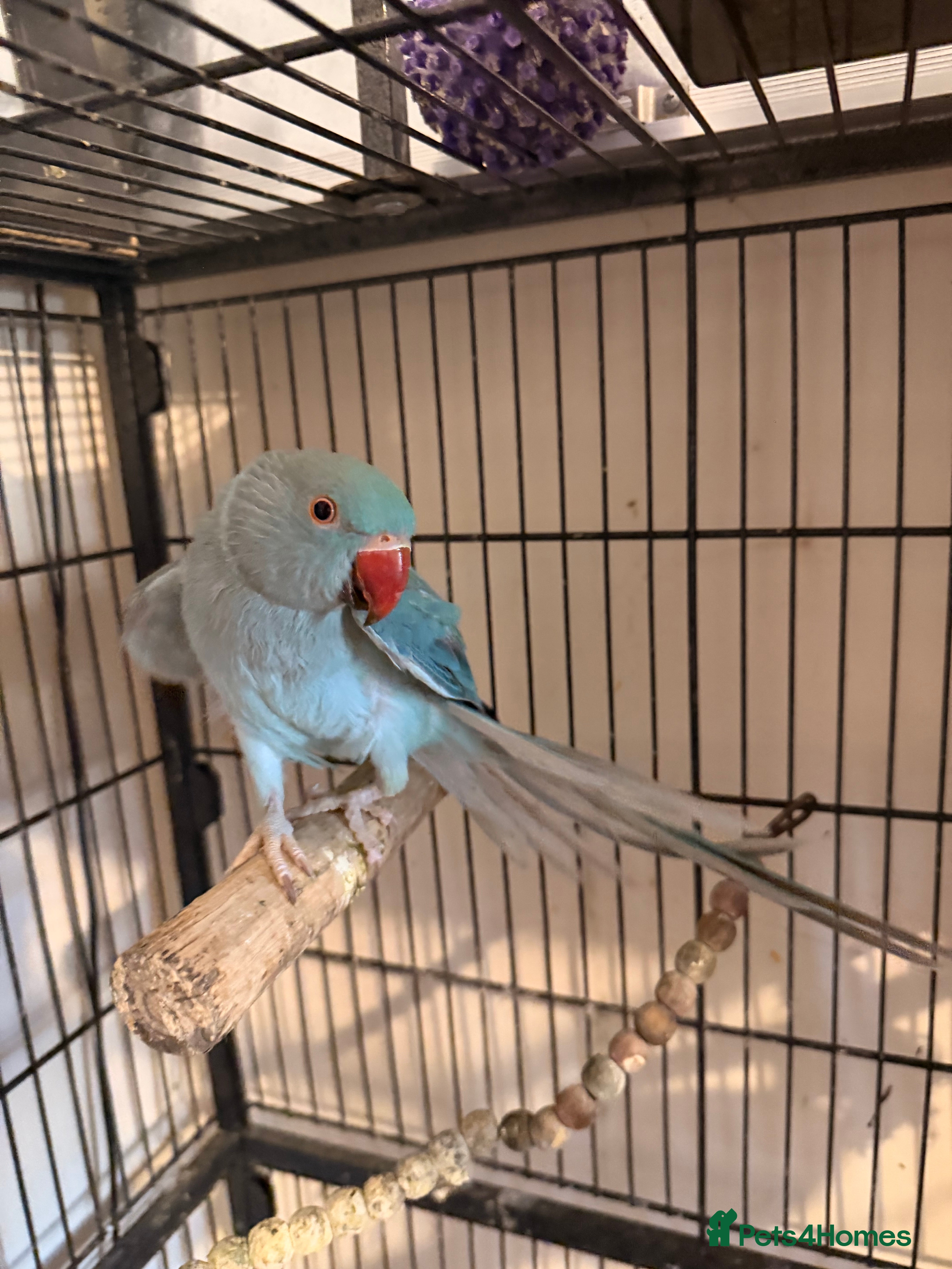 Ringnecks birds Beautiful Blue Female Indian Ringneck – 1 Year Old - Advert 9