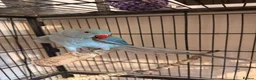 Ringnecks birds for sale: Beautiful Blue Female Indian Ringneck – 1 Year Old - Advert 1