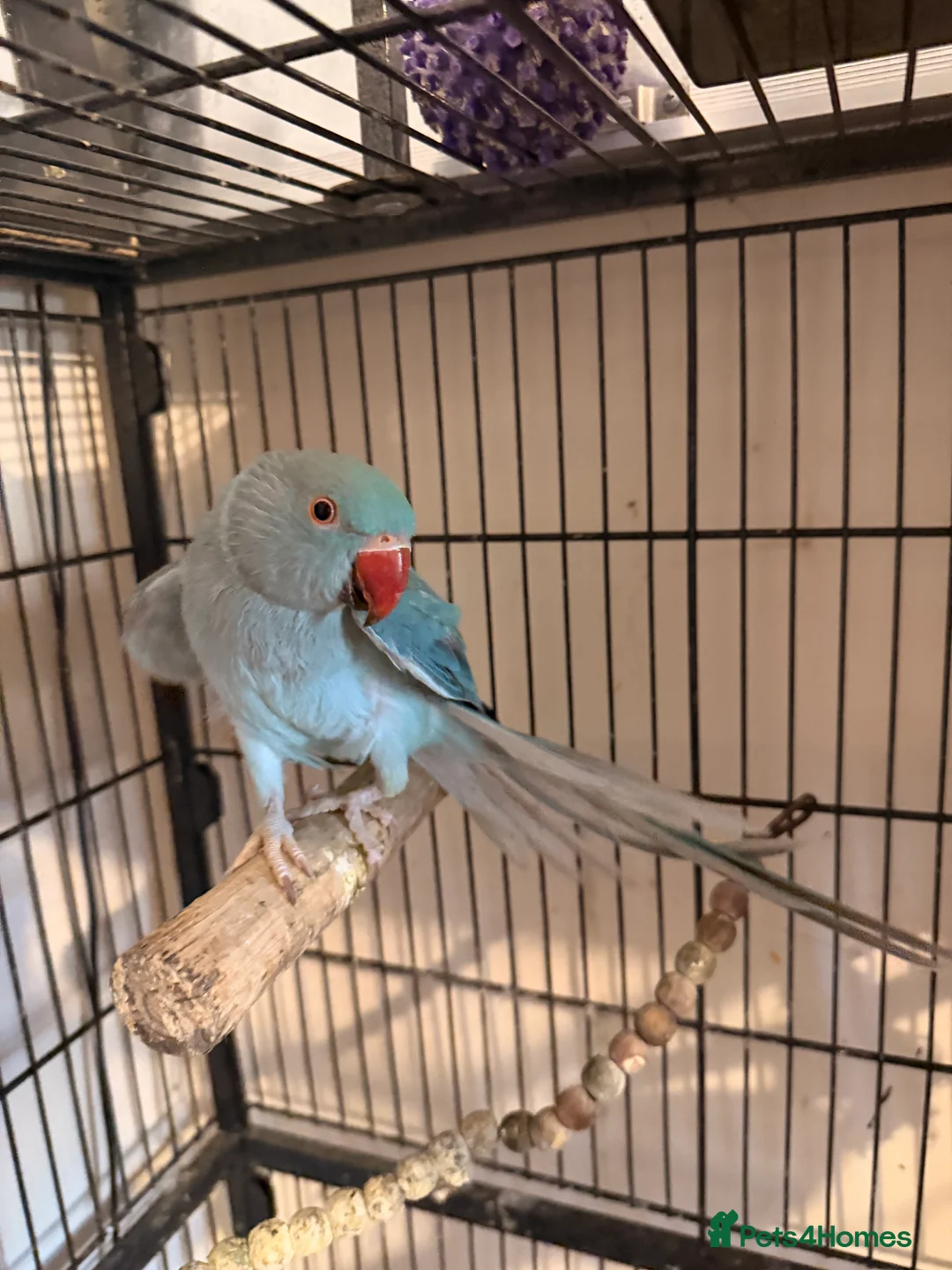 Ringnecks birds for sale: Beautiful Blue Female Indian Ringneck – 1 Year Old - Advert 1