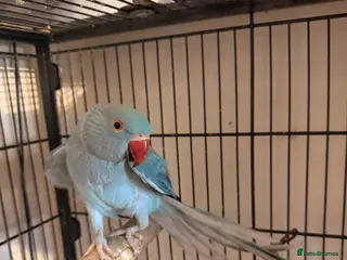 Ringnecks birds Beautiful Blue Female Indian Ringneck – 1 Year Old - Advert 9