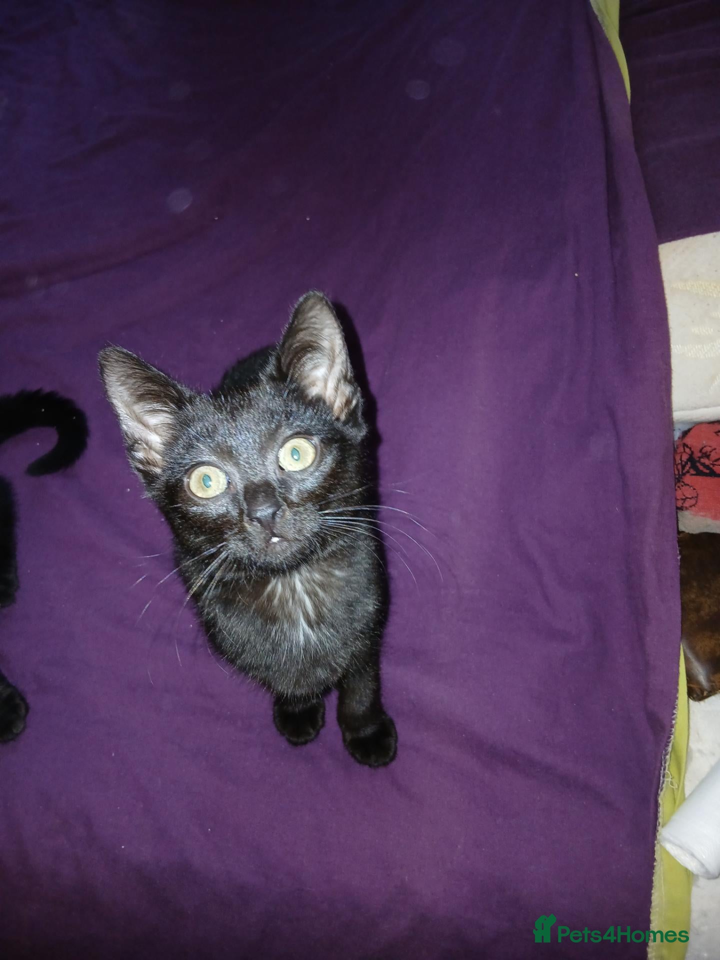 British Shorthair cats for sale: Kitten - Advert 5