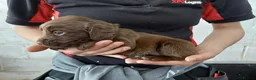 Sprocker dogs for sale: Sprocker pups for sale ( Springer x Cocker) - Advert 9