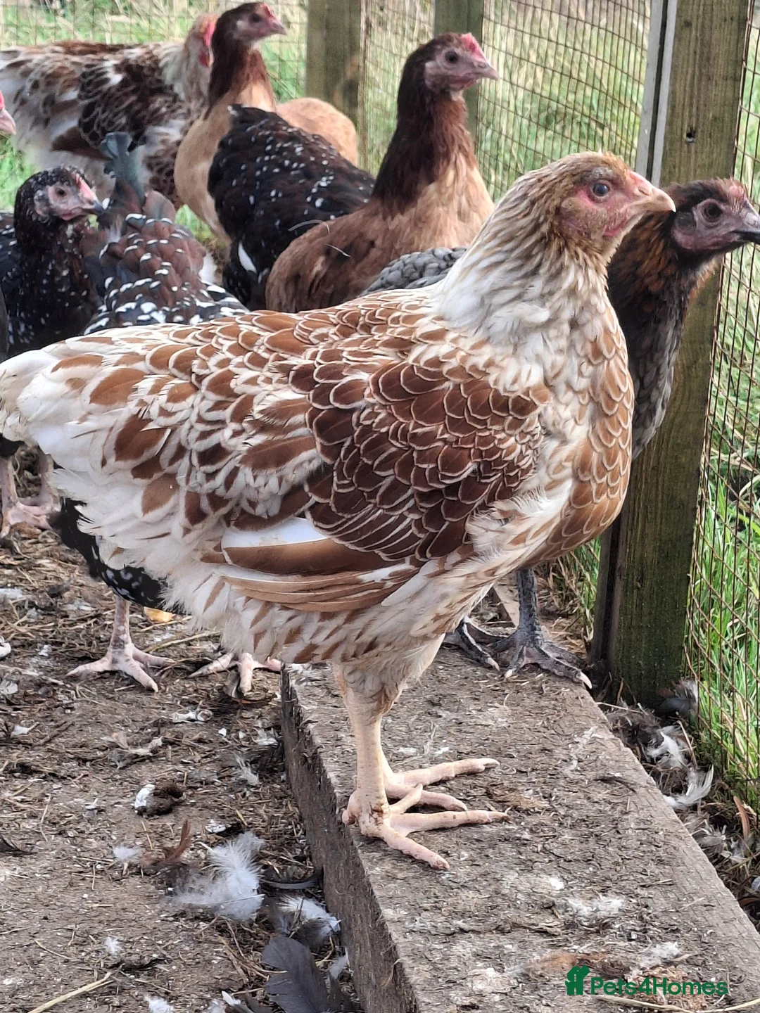 Chickens poultry for sale: LACED WYANDOTTES  - Advert 11