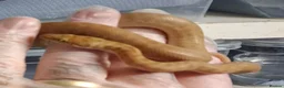 Python Snake reptiles for sale: Childerns Pythons T-Albino , Females - Advert 2