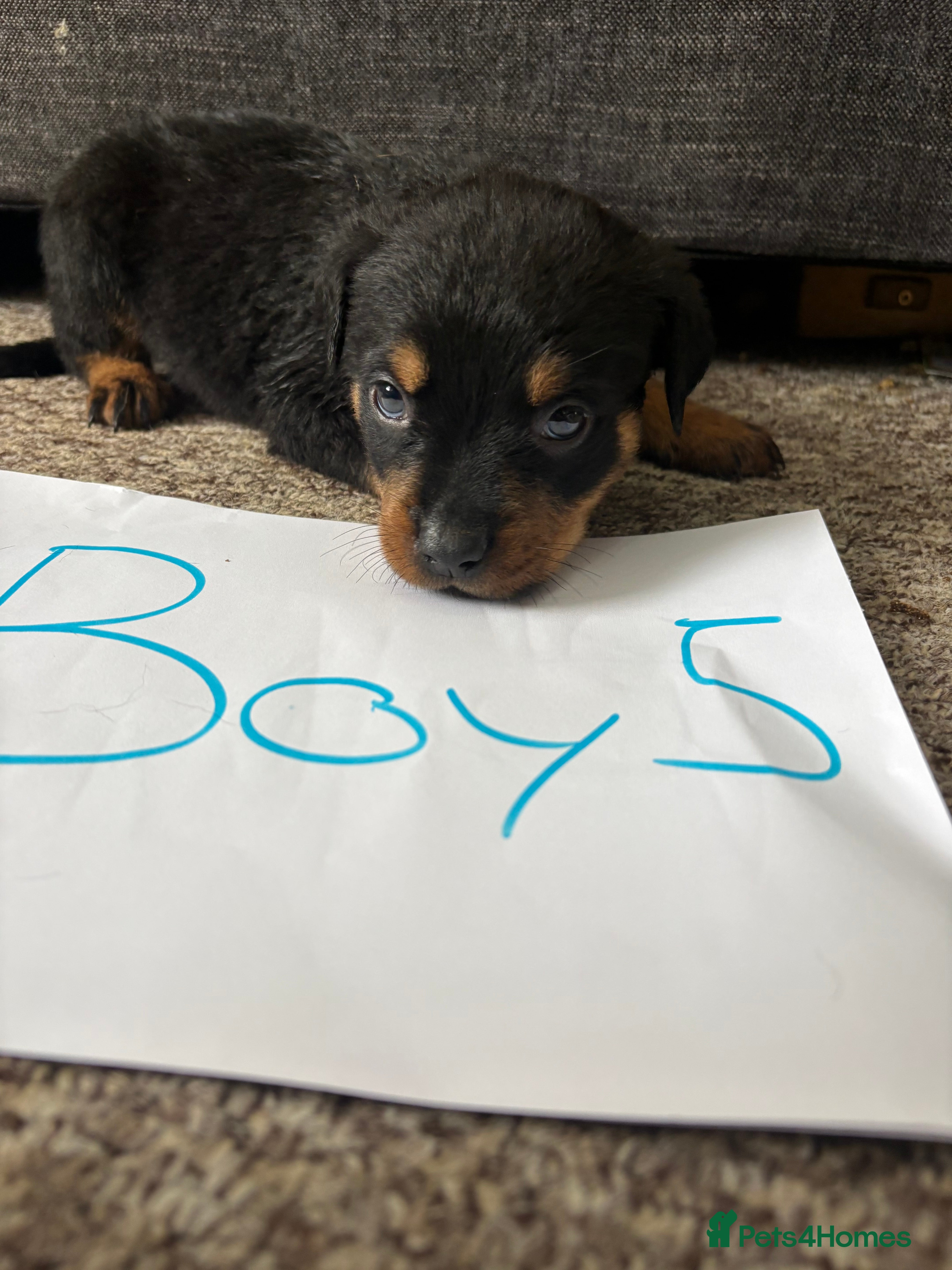 Rottweiler dogs for sale: Beautiful Chucky rottie pups - Advert 14