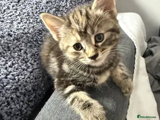 Mixed Breed cats Adorable Kittens Looking home - Advert 1