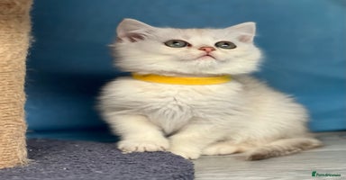 British Shorthair cats - Advert 11