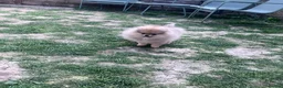 Pomeranian dogs for sale: 🩷Tiny Girl🐻Top Quality  - Advert 5