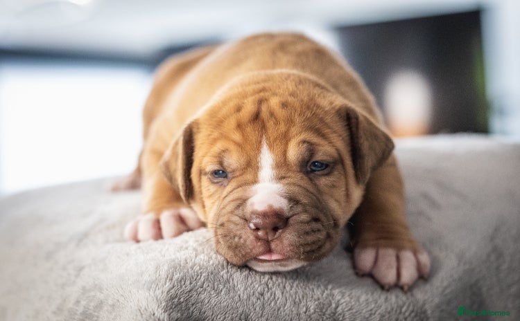American Bull Staffy dogs - Advert 2