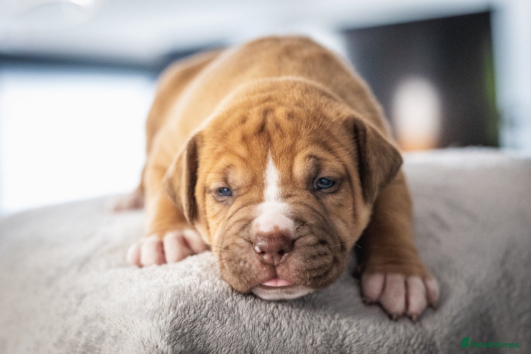 American Bull Staffy dogs for sale: American Staffordshire Bull Terriers - Image 1