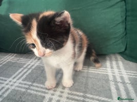 Mixed Breed cats - Advert 4