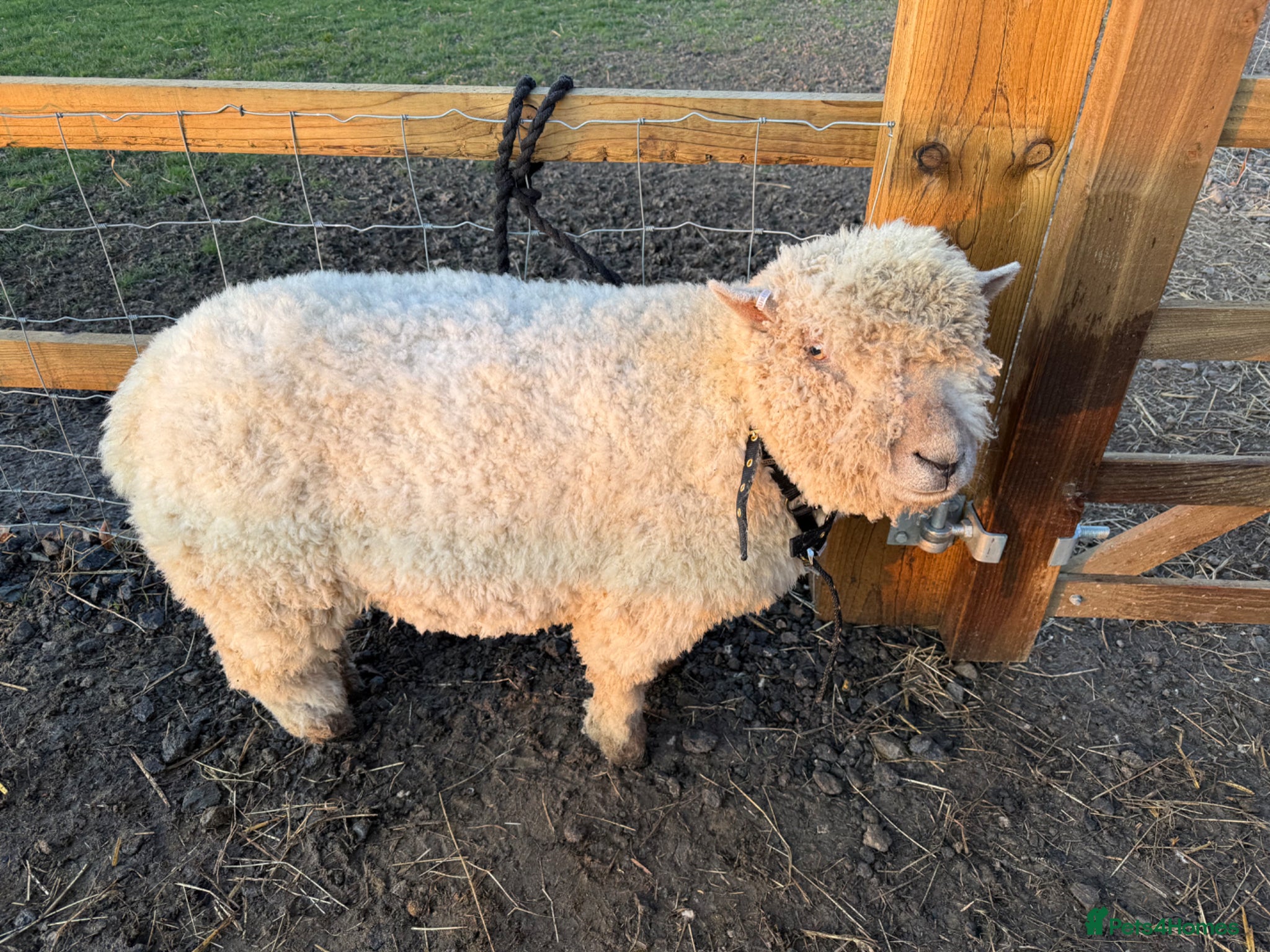 Sheep livestock Southdown Sheep - Advert 1