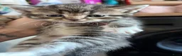 Maine Coon cats for sale: XL Russian Maine Coon X Standard longhair - Advert 6