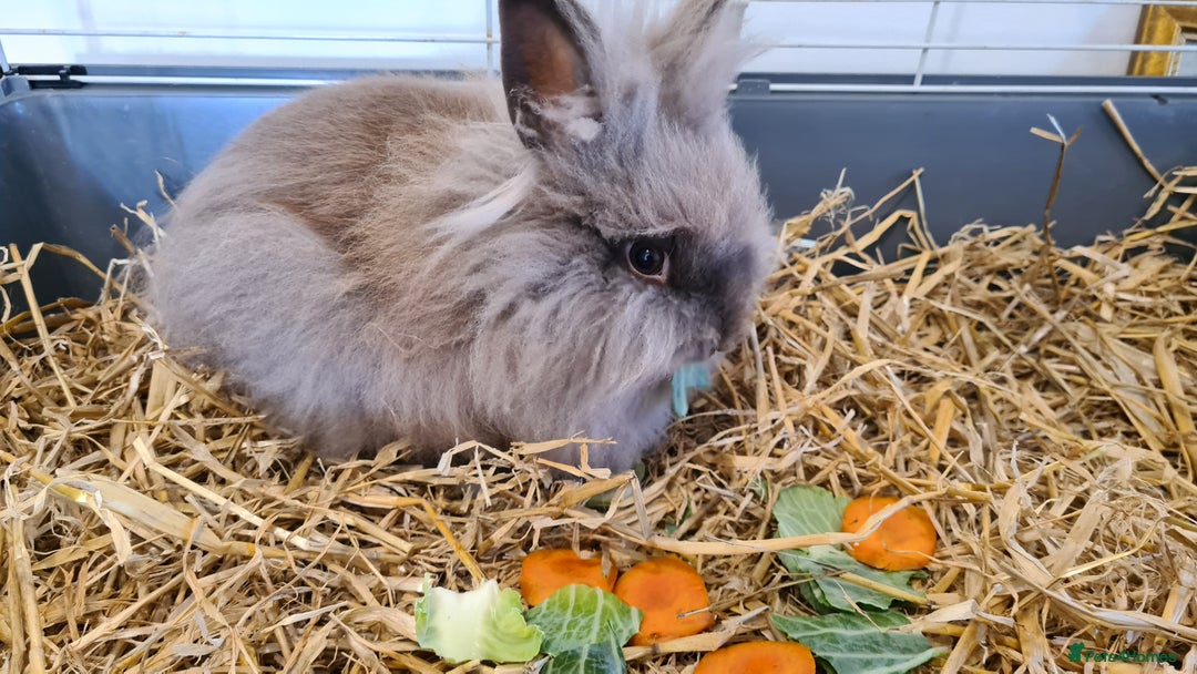 Lionhead rabbits for sale:  Last little Lionhead Boy Left - Image 3