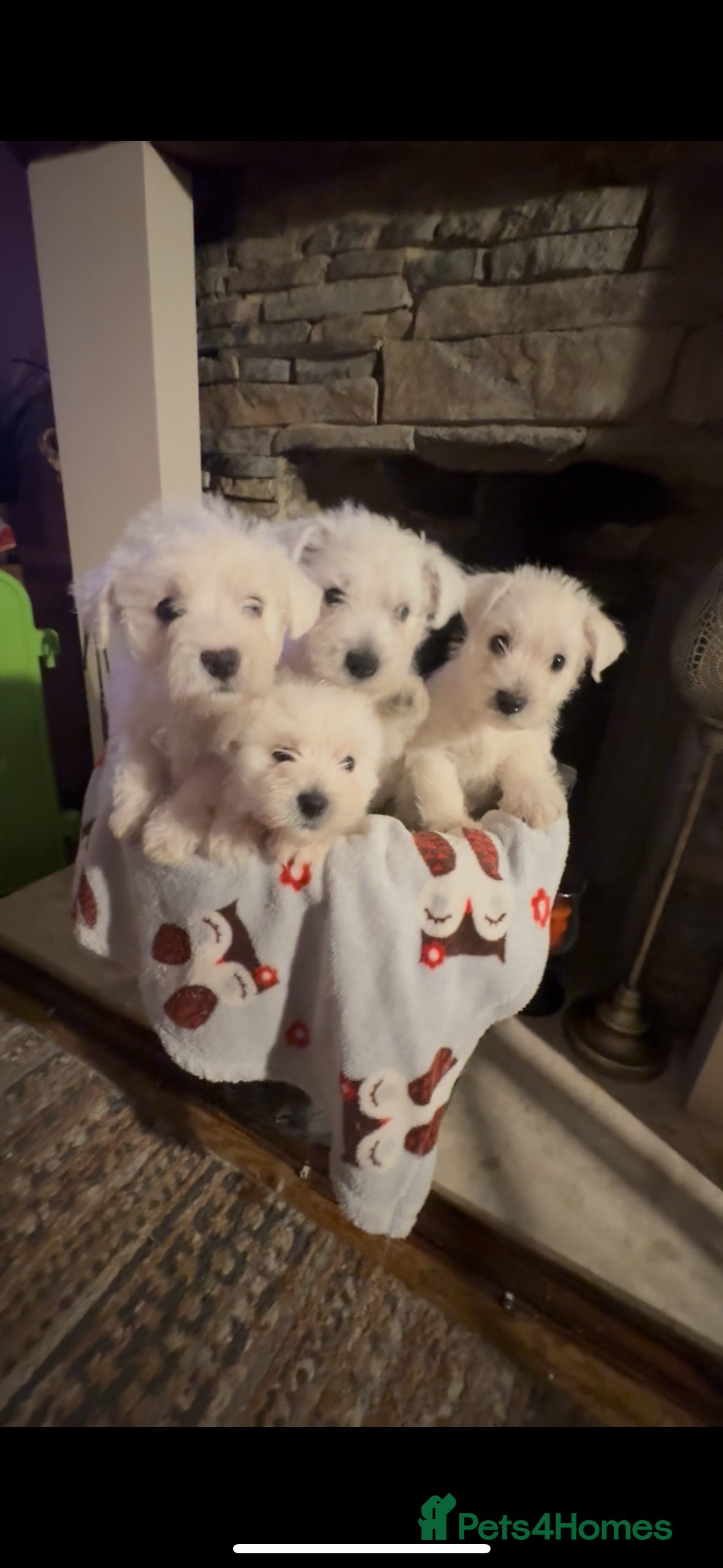 West Highland Terrier dogs West highland terriers  - Advert 12