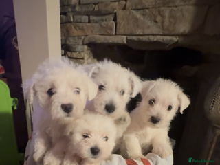 West Highland Terrier dogs West highland terriers - Advert 12