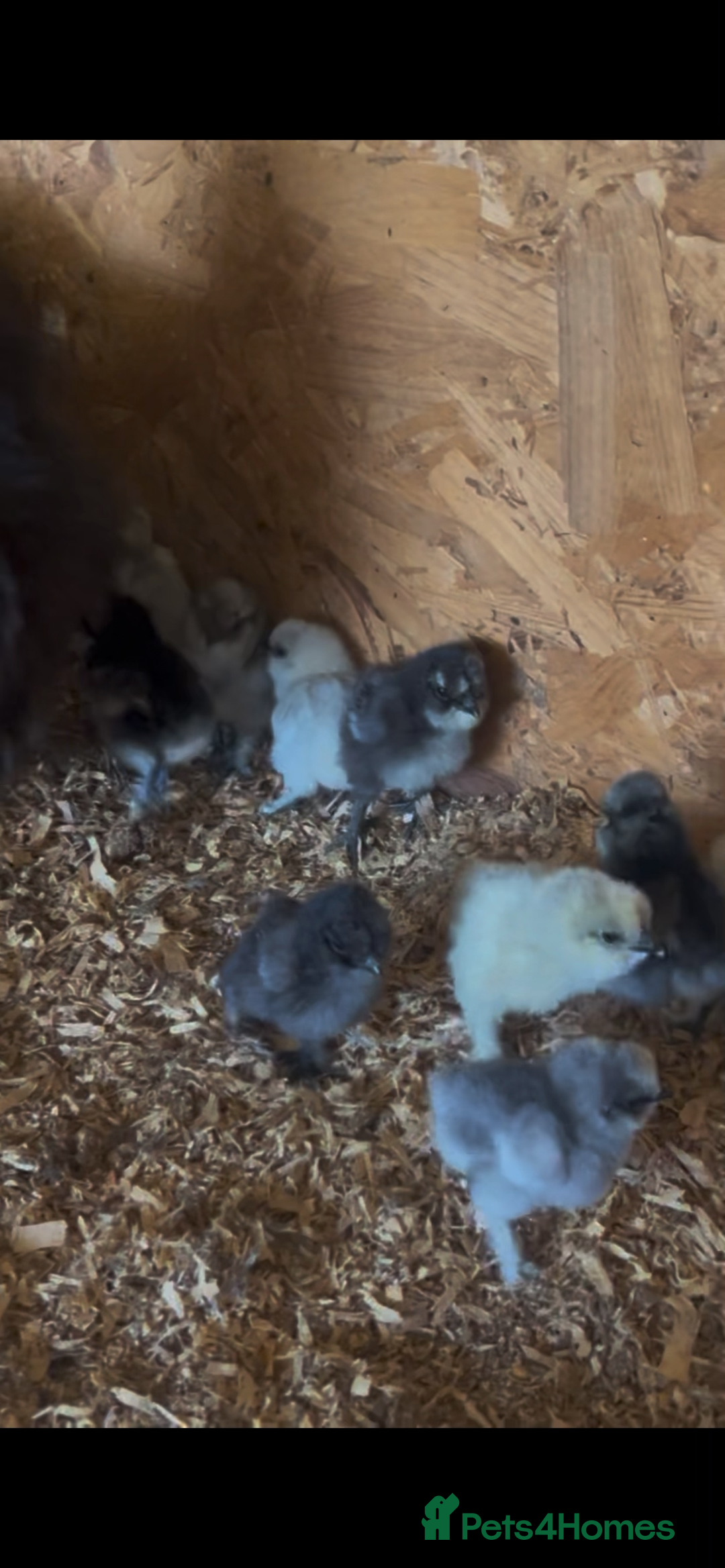 Chickens poultry for sale: Unhatched pure bred silky chicken eggs  - Advert 5