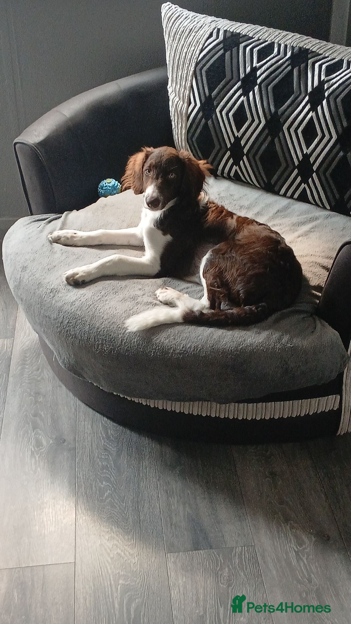 Mixed Breed dogs Beautiful Collie x Spaniel - Advert 1
