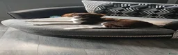 Mixed Breed dogs for sale: Beautiful Collie x Spaniel - Advert 1