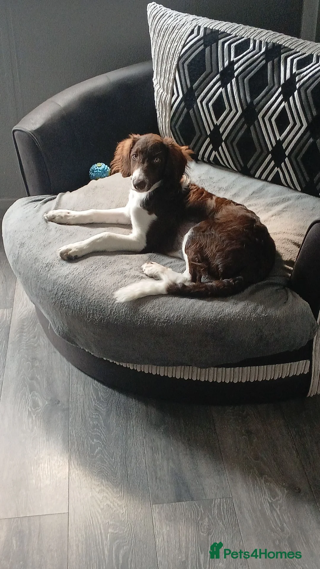 Mixed Breed dogs for sale: Beautiful Collie x Spaniel - Advert 1