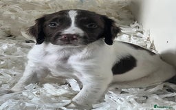Sprocker dogs for sale: Sprocker Puppies  - Image 5