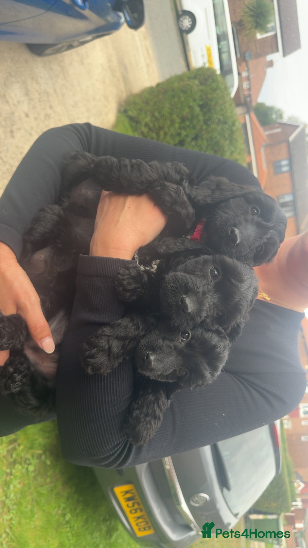 Cockapoo dogs for sale: Cockerpoos - Image 8
