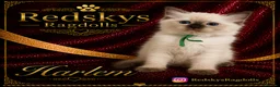 Ragdoll cats for sale: Stunning Ragdoll Kittens for Sale - Advert 7
