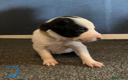 Border Collie dogs for sale: Border Collie Puppies - Image 7