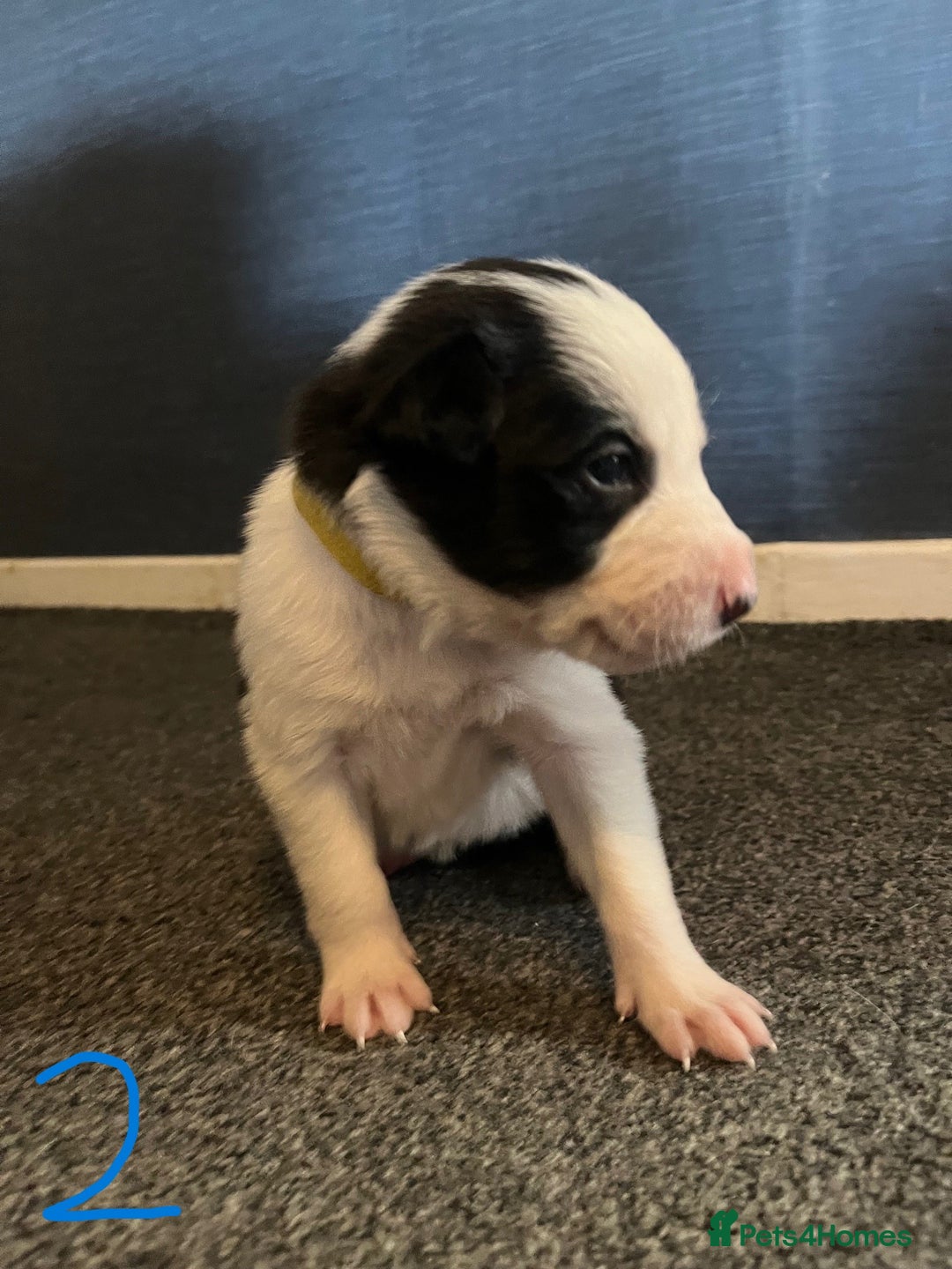 Border Collie dogs for sale: Border Collie Puppies - Image 7