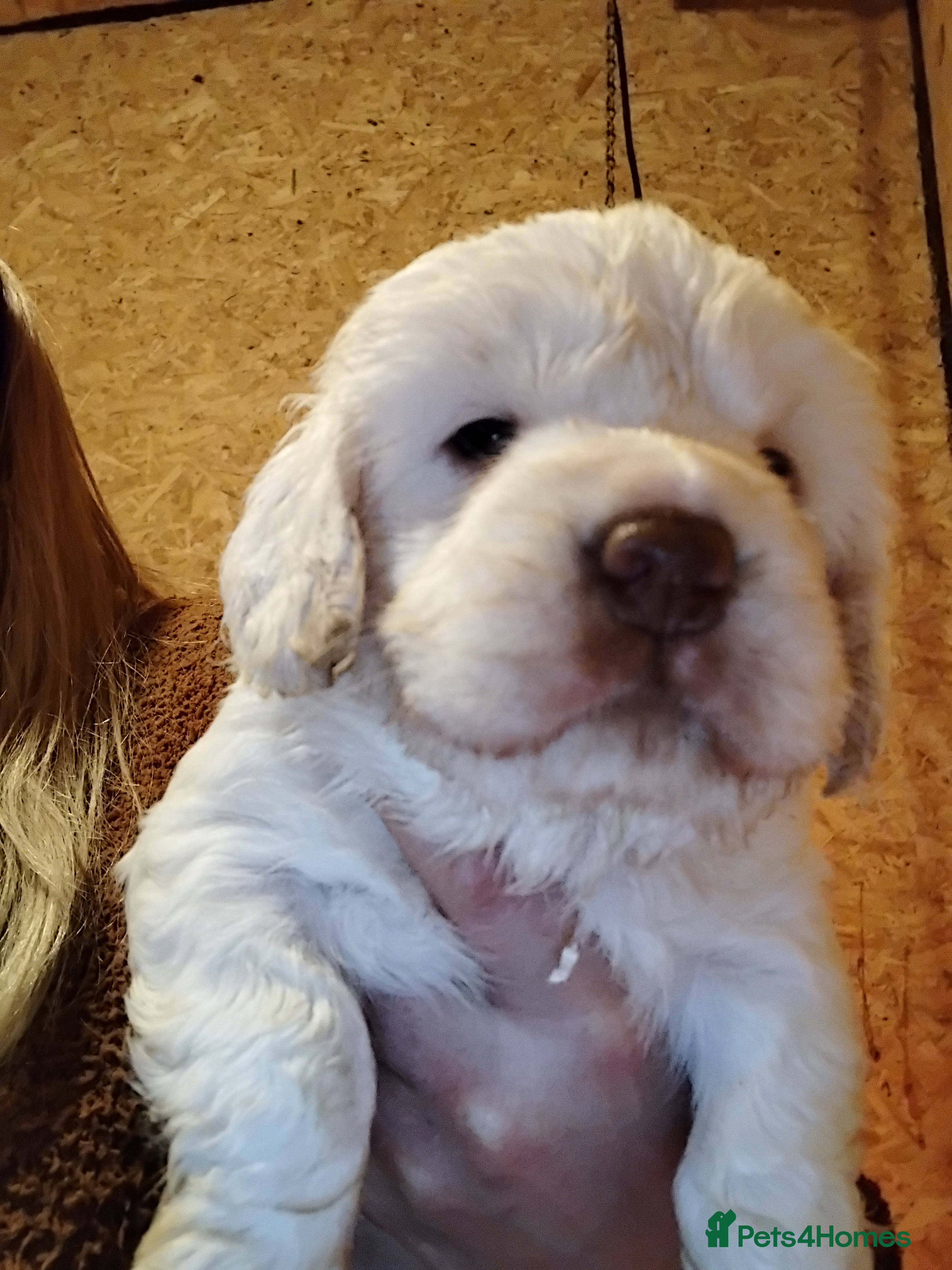 Clumber Spaniel dogs KcWorking Clumber Spaniel Puppy 1 GIRL LEFT!!! - Advert 12