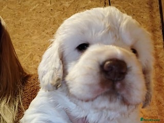 Clumber Spaniel dogs KcWorking Clumber Spaniel Puppy 1 GIRL LEFT!!! - Advert 12