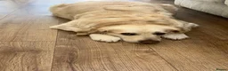 Golden Retriever dogs for sale: Golden puppies - Advert 8