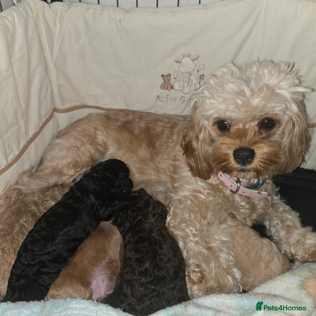 Cavapoo dogs for sale: Teddy bear cavapoo  - Advert 36