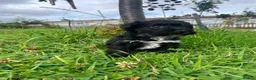 Schnoodle dogs for sale: 🐾 Adorable Schnoodle Puppies 🐾 - Advert 28