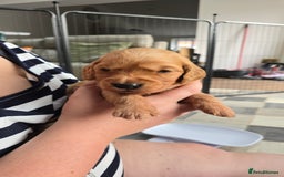 Golden Retriever dogs for sale: 9 Golden Retriever Pups, AKA fluffy bundles of joy - Image 24