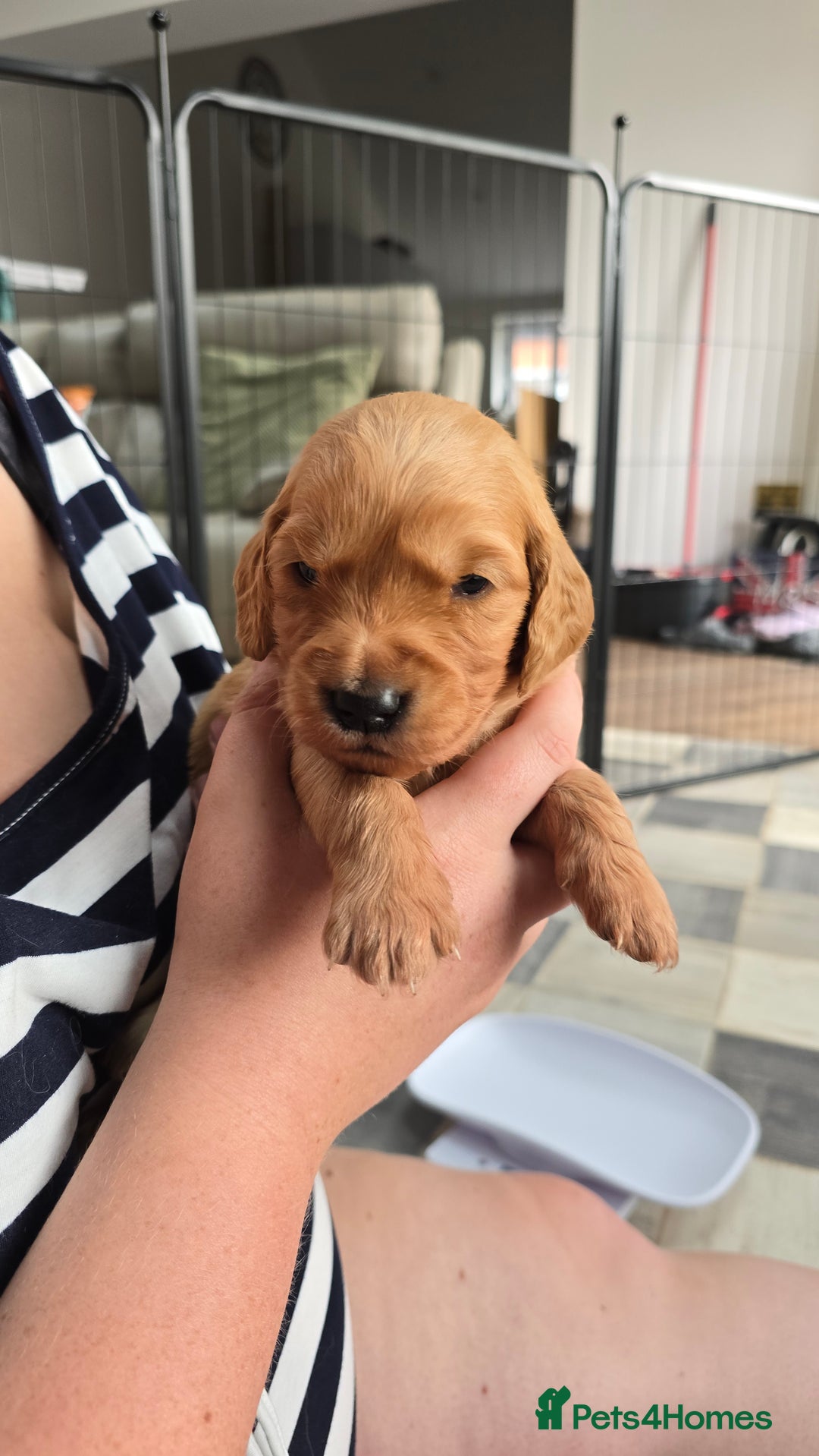 Golden Retriever dogs for sale: 9 Golden Retriever Pups, AKA fluffy bundles of joy - Image 24