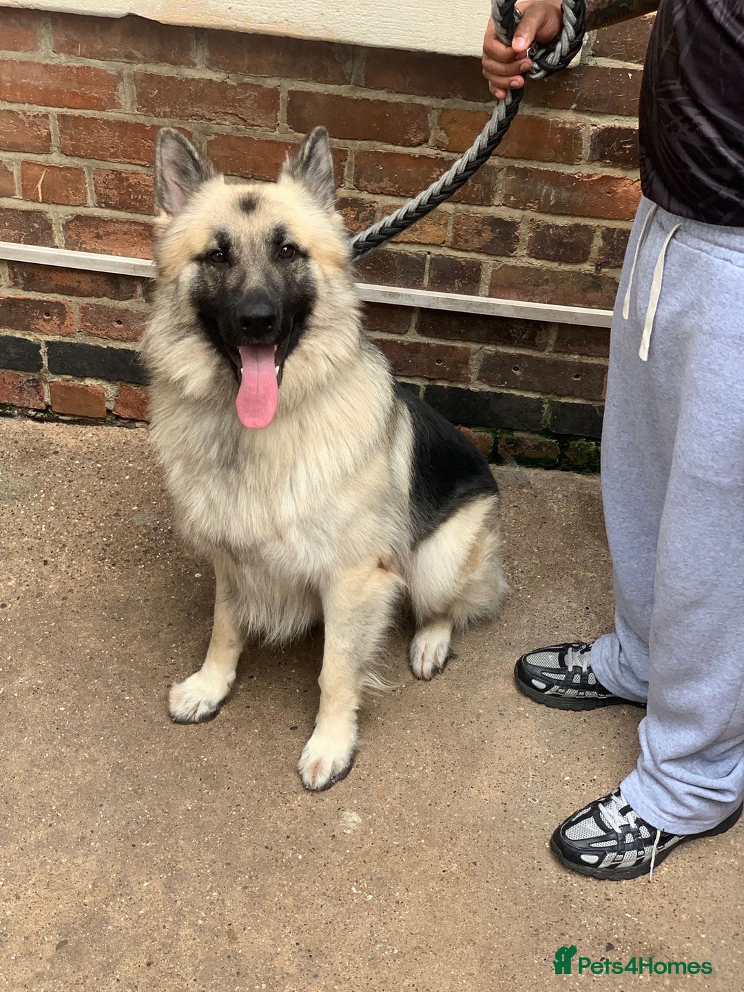 Mixed Breed dogs for sale: German shepherd pups  - Image 13