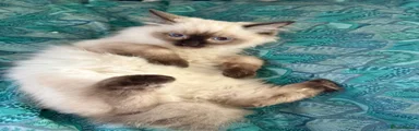 Ragdoll 3