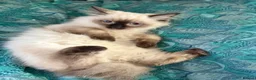 Ragdoll cats for sale: Ragdoll kittens - Advert 33