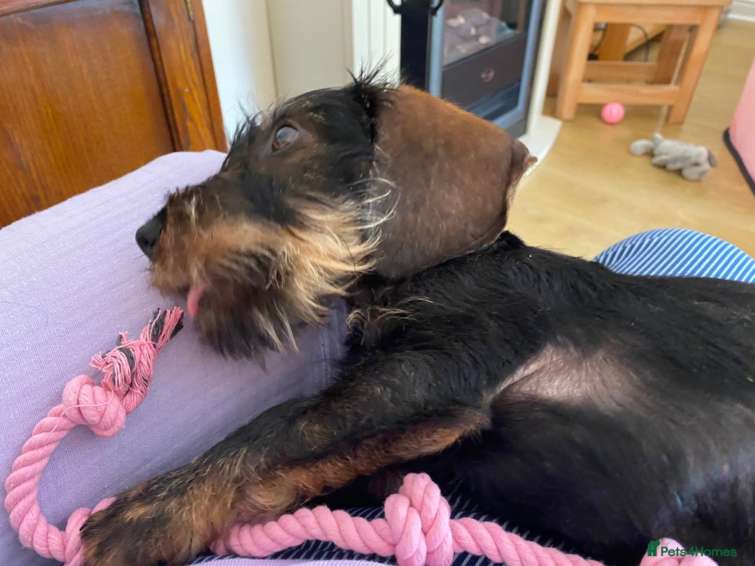 Dachshund dogs for sale: Standard Wire haired Dashshund - Advert 3