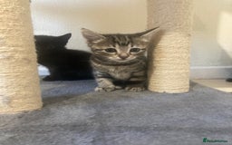 Mixed Breed cats for sale: 6 beautiful kittens - Image 1